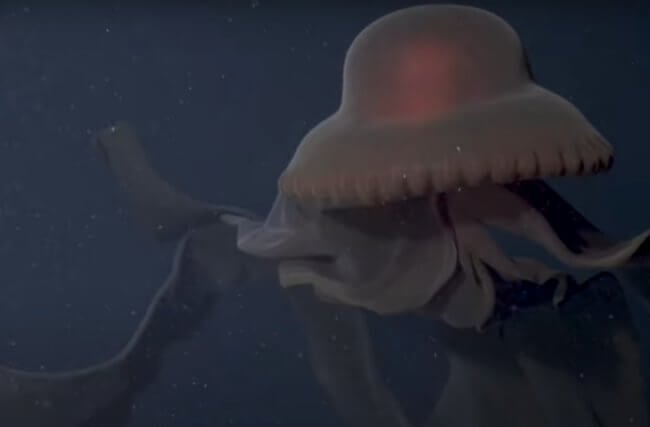 Робот снял на видео редкую медузу гигантских размеров. Фото.