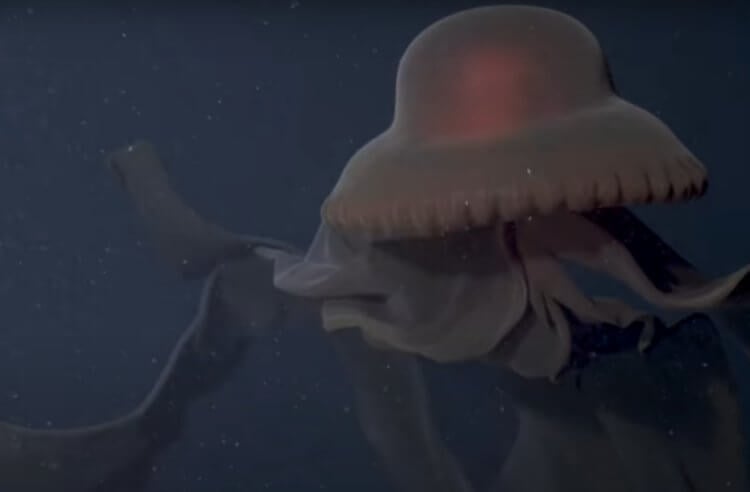 Робот снял на видео редкую медузу гигантских размеров. Огромная медуза вида Stygiomedusa gigantea. Фото.