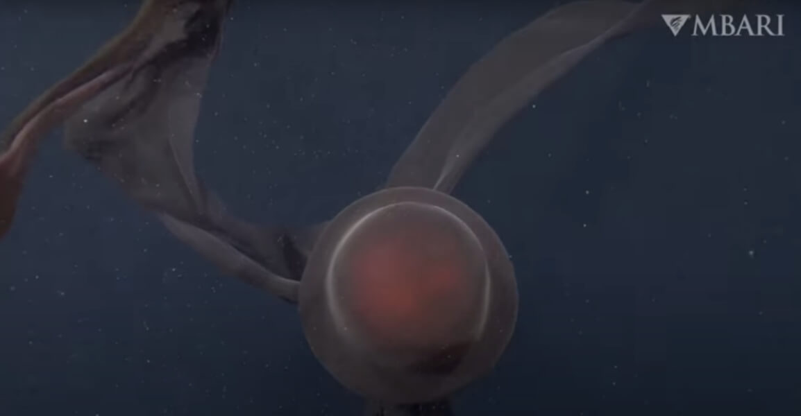 Медуза Stygiomedusa gigantea с другого ракурса. Фото.