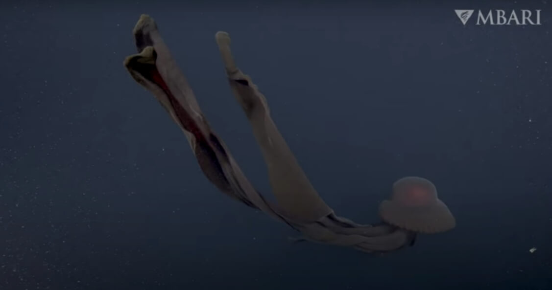 Щупальца медузы Stygiomedusa gigantea достигают 10-метровой длины. Фото.