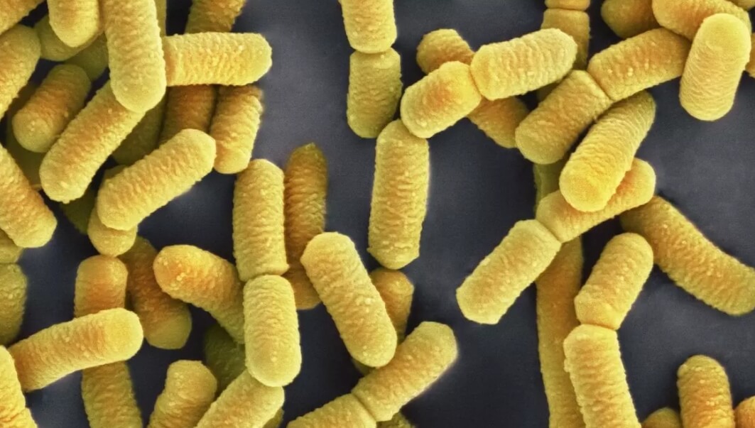 Крупный источник парникового газа. Микробы разлагают органические вещества и выделяют парниковые газы. Фото.