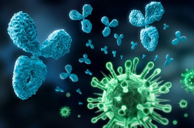 Как COVID-19 стимулирует опасные антитела и “усыпляет” иммунную систему. Фото.