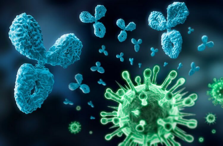 Как COVID-19 стимулирует опасные антитела и “усыпляет” иммунную систему. Ученые обнаружили, что после коронавируса остаются антитела, которые повреждают ткани. Фото.