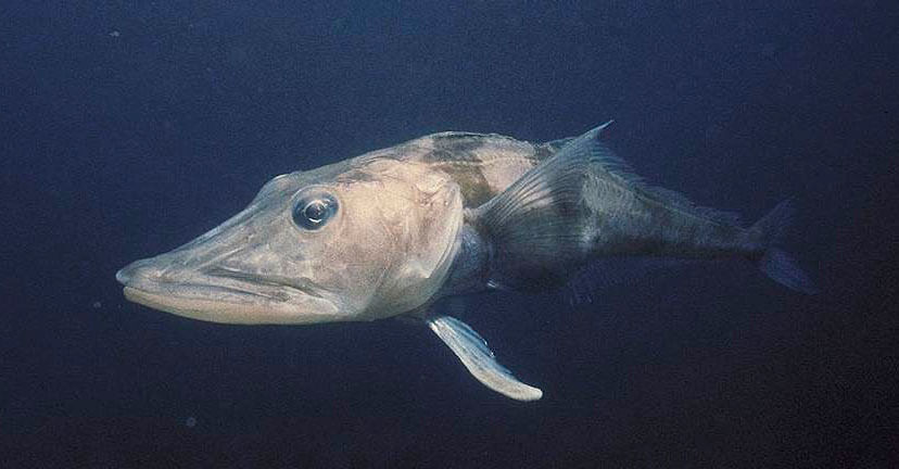 Гнездящаяся ледяная рыба Ионы. Neopagetopsis ionah — белокровная рыба, приспособленная к экстремально низким температурам. Фото.