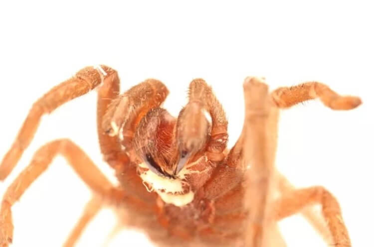 Нематодные черви — самые древние паразиты. После заражения вокруг рта тарантулов возникают белые пятна. Фото.