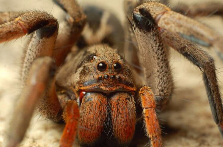 Обнаружен червь-паразит, который управляет поведением тарантулов. Ученые обнаружили паразита, который меняет поведение тарантулов и заставляет погибать от голода. Фото.