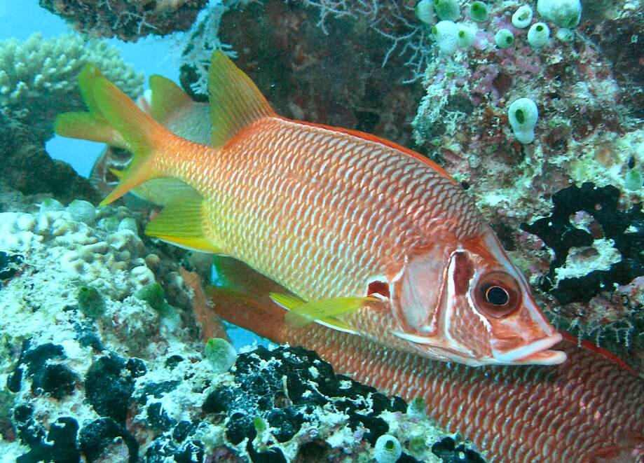 Как рыбы общаются в воде. Большинство рыб на земле относятся к виду лучеперых. Фото.