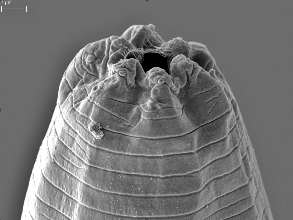 Убийцы тарантулов — что о них известно. Крупный план червя-паразита, который убивает тарантулов. Фото.