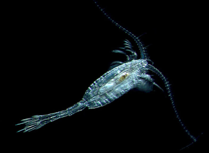 Рачок Metridia longa, который, предположительно, стал причиной свечения снега в Арктике. Фото.