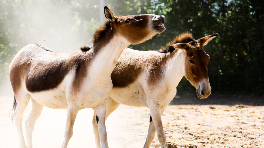 Кунги возникли в результате скрещивания домашних и диких ослов. Фото.