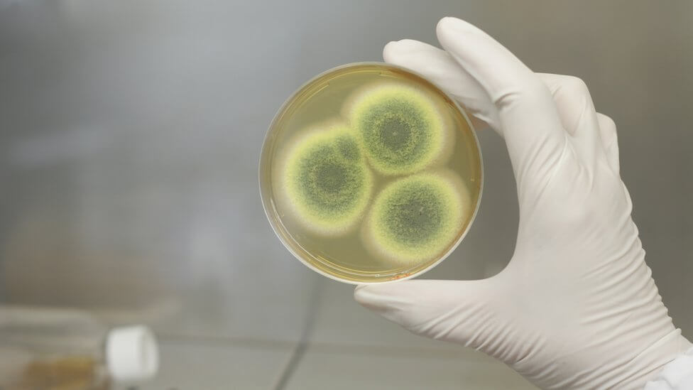 Пенициллин впервые стали применять в медицине в 40-х годах XX века. Фото.