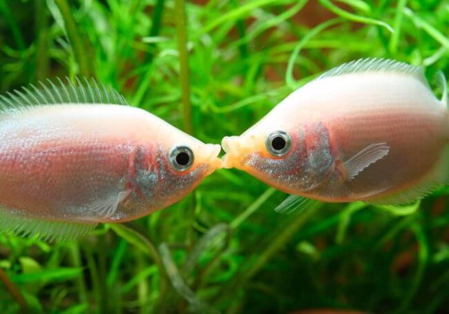 Ученые выяснили, что рыбы умеют разговаривать звуками о еде и сексе. Фото.