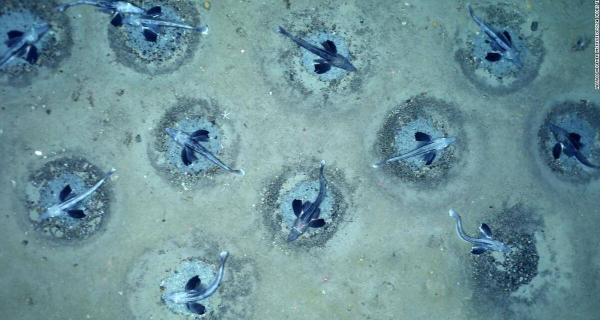 Самое большое скопление гнезд ледяной рыбы. Гнезда ледяной рыбы расположены близко друг к другу. Фото.