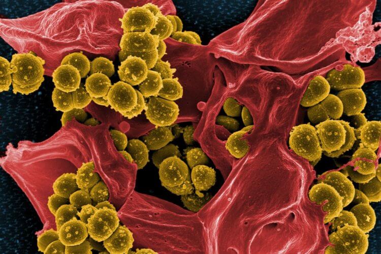 Как бактерии научились противостоять антибиотикам. На коже 60% ежей имеются опасные для человека бактерии MRSA. Фото.