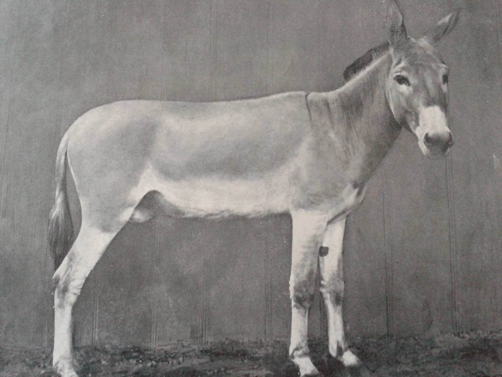 Последний на земле дикий сирийский осел. Фото.