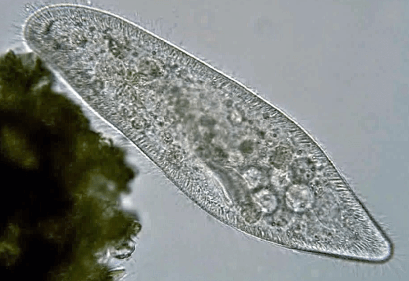 Главное свойство всех живых организмов, которое отличает их от неживых — это метаболизм. Фото.