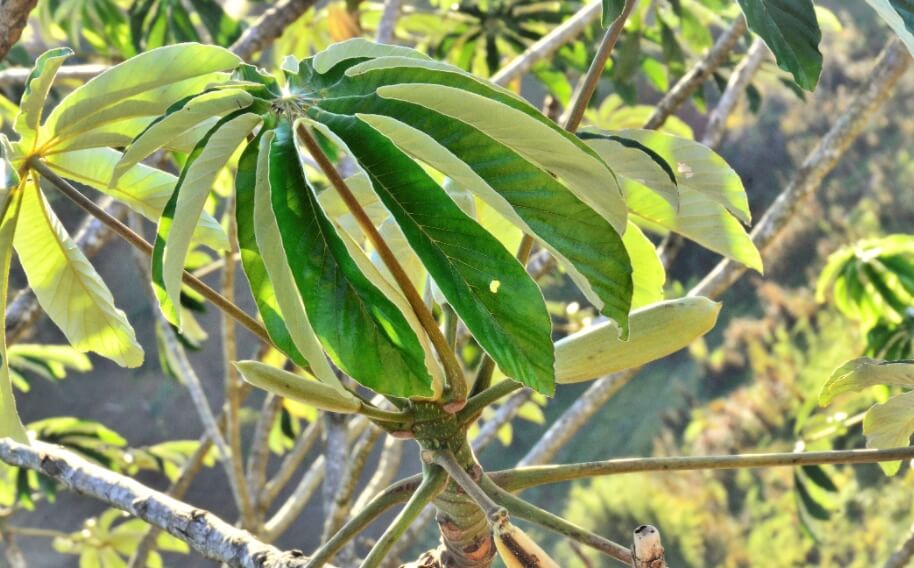 Как муравьи восстанавливают деревья? Скорее всего, растения тоже получают пользу от лечебных способностей муравьев. Фото.