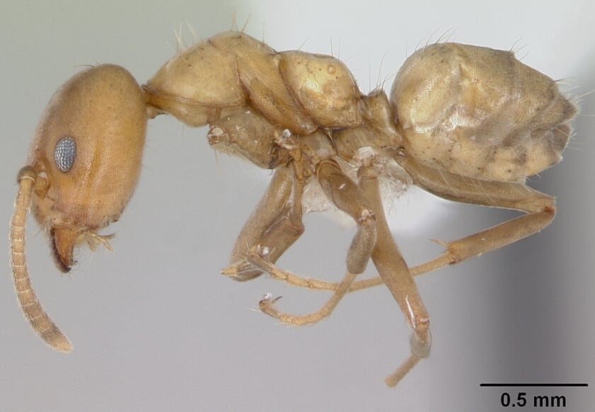 Найдены муравьи, которые лечат поврежденные деревья