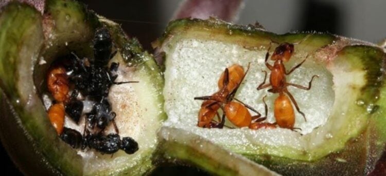 Симбиоз муравьев и деревьев. Самки муравьев Azteca откладывают яйца внутри стеблей растения. Фото.