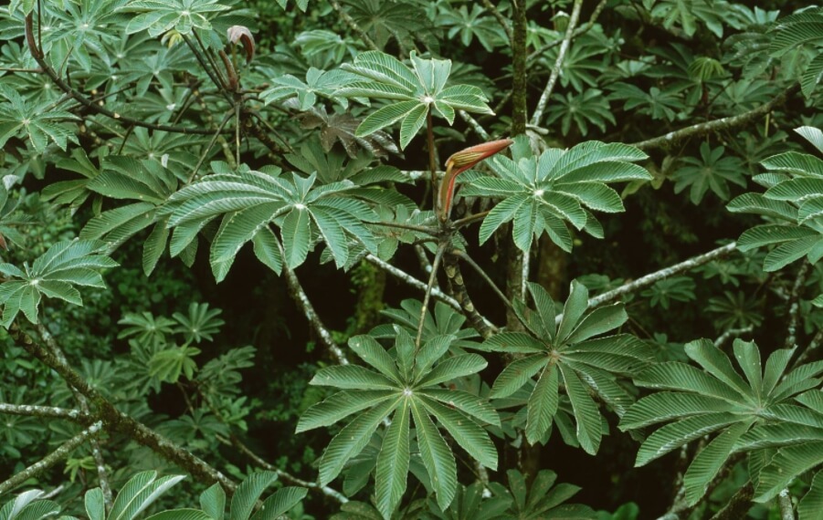 Тропические деревья цекропии. Дерево цекропия. Фото.