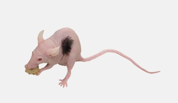 На коже лабораторной мыши вырастили человеческие волосы. Та самая мышь с пучком человеческих волос. Фото.