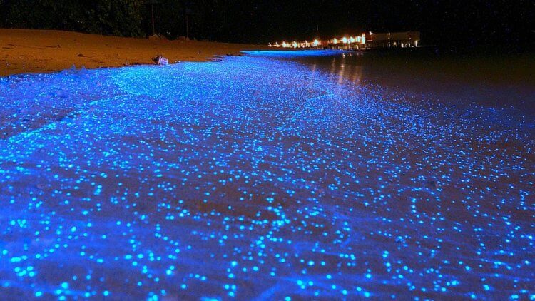 Почему морские рачки светятся. Свечение моря в Пуэрто-Рико, вызванное динофлагеллятами. Фото.