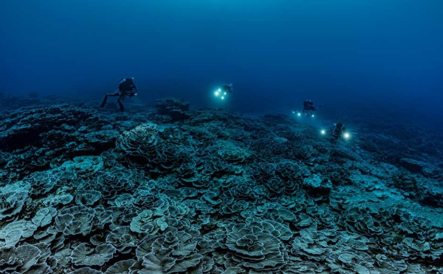 Большой коралловый риф на дне океана. Исследователи над глубоководным коралловым рифом. Большой коралловый риф на дне океана. Исследователи над глубоководным коралловым рифом. Фото.