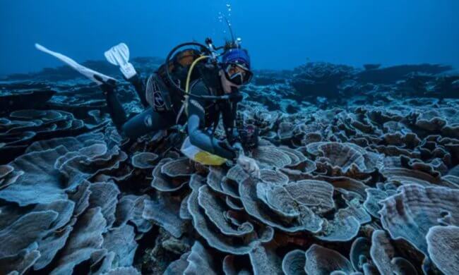 В глубинах океана найдены коралловые рифы, которые могут пережить климатическую катастрофу. Фото.