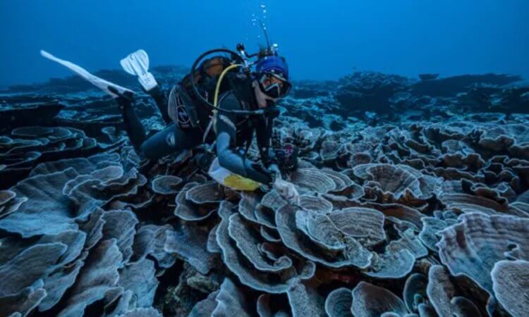 В глубинах океана найдены коралловые рифы, которые могут пережить климатическую катастрофу. Исследователь во время изучения огромного кораллового рифа. Фото.