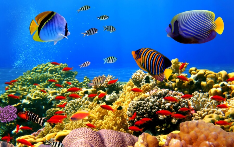 Где растут коралловые рифы? Коралловые рифы являются местом обитания многих животных. Где растут коралловые рифы? Коралловые рифы являются местом обитания многих животных. Фото.