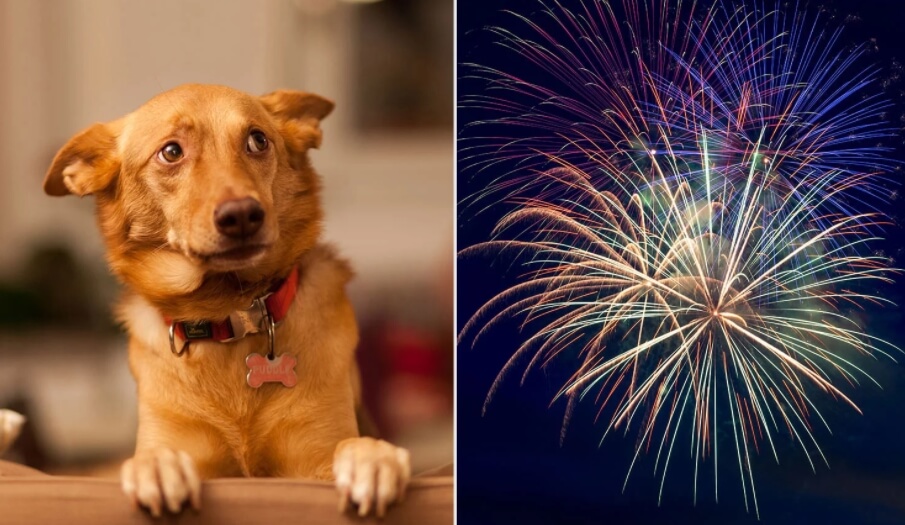 Фейерверки сильно пугают домашних животных. Фото.