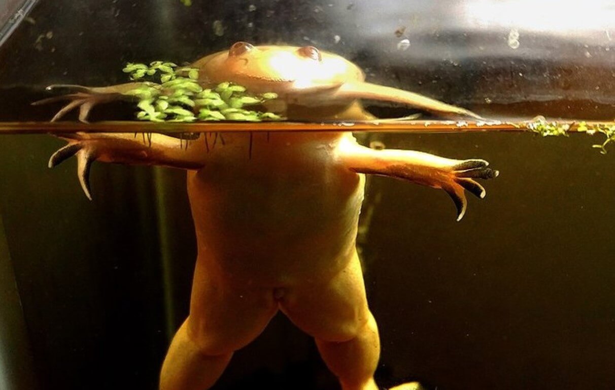 Во время проведения эксперимента лягушки содержались в условиях, похожих на их естественную среду обитания. Фото.