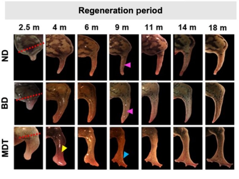 Процесс восстановления утраченной конечности. Фото.