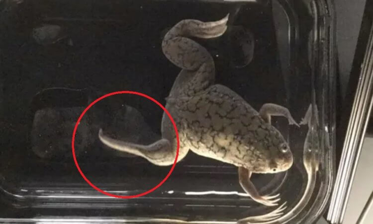 Ученые помогли лягушкам отрастить заново ампутированные конечности. Благодаря новой технологии, нога лягушки начала отрастать уже через 24 часа лечения. Фото.