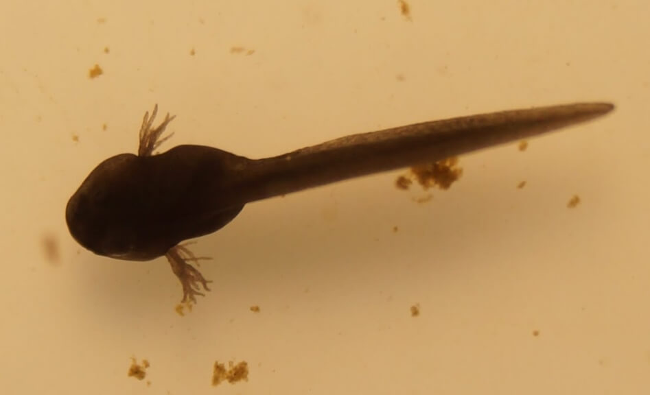 Головастики лягушек обладают способностью к регенерации. Фото.