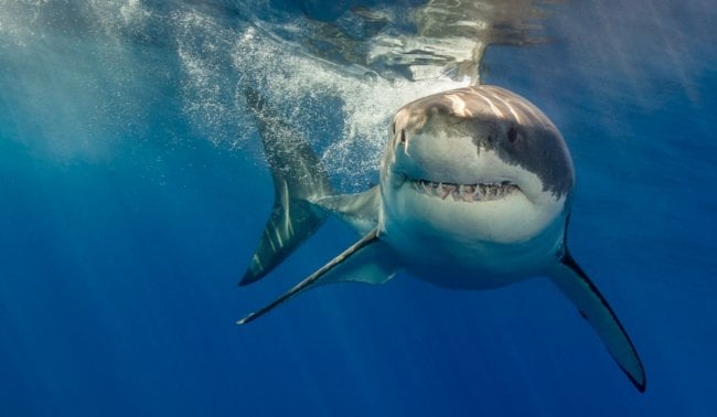 В полнолуние акулы становятся агрессивными и чаще нападают на людей. Фото.