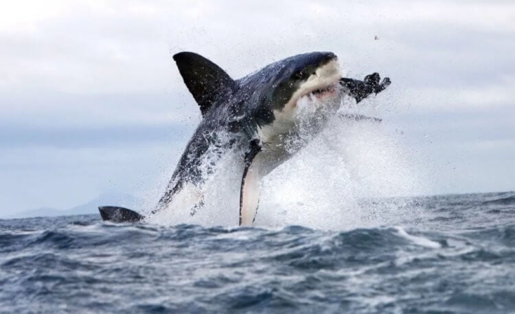 В полнолуние акулы становятся агрессивными и чаще нападают на людей
