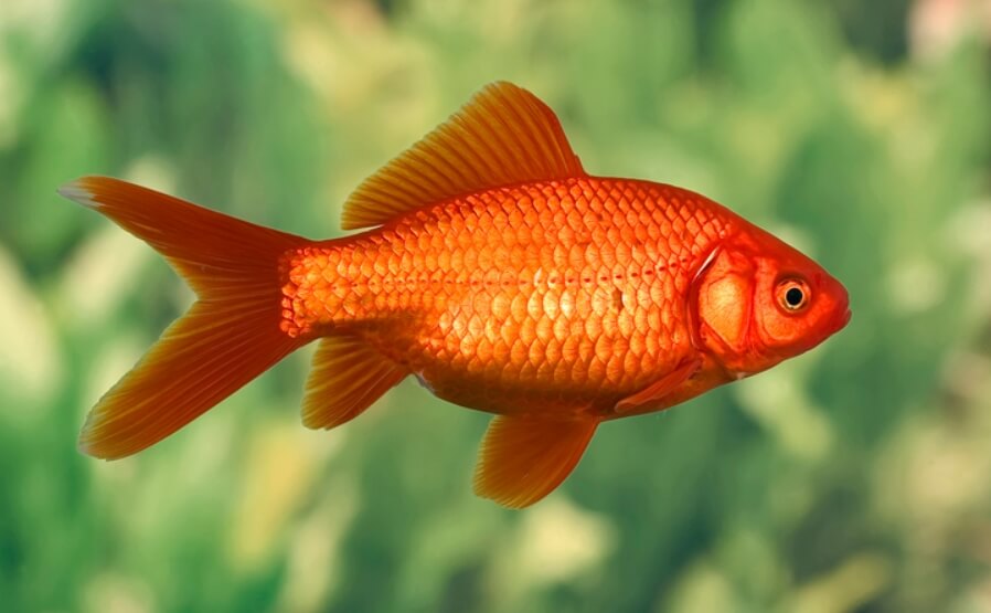 Эксперимент с золотыми рыбками. Золотые рыбки оказались умнее, чем казалось раньше. Фото.