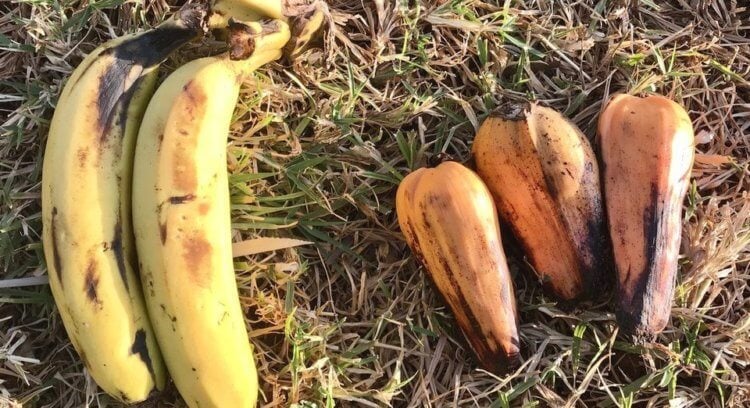 Как решить проблему голодания в Африке? Обычные бананы слева и ложные справа. Фото.