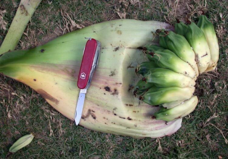 Что такое «ложный» банан? Плоды ложного банана. Фото.