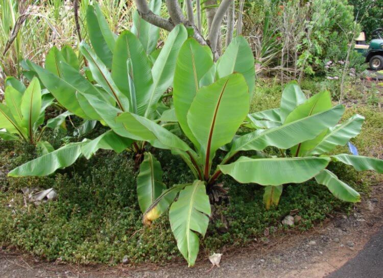 Что такое «ложный» банан? Листья энсеты вздутой. Фото.