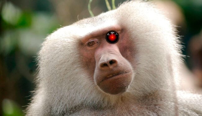 Российские ученые вернули обезьяне зрение при помощи нейроимпланта ELVIS. Фото.