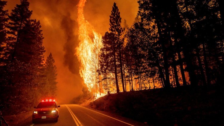 Как спасти планету? Масштабные лесные пожары за последние два года поразили весь мир. Фото.