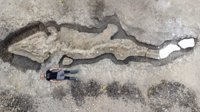 В Англии найден полный скелет «морского дракона» 10-метровой длины. Фото.