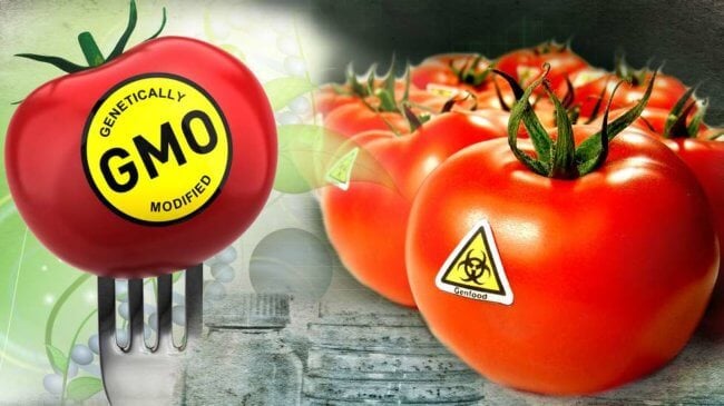 Опасны ли ГМО продукты — мифы и реальность. Фото.