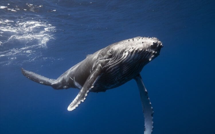 Почему чукчи разучились охотиться на китов. Серые киты вырастают до 15 метров в длину. Фото.