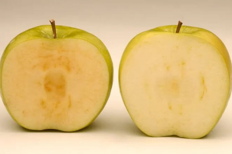 Большинство продуктов в магазинах содержат ГМО. На полках магазинов можно встретить генно-модифицированные яблоки, которые меньше портятся. Фото.