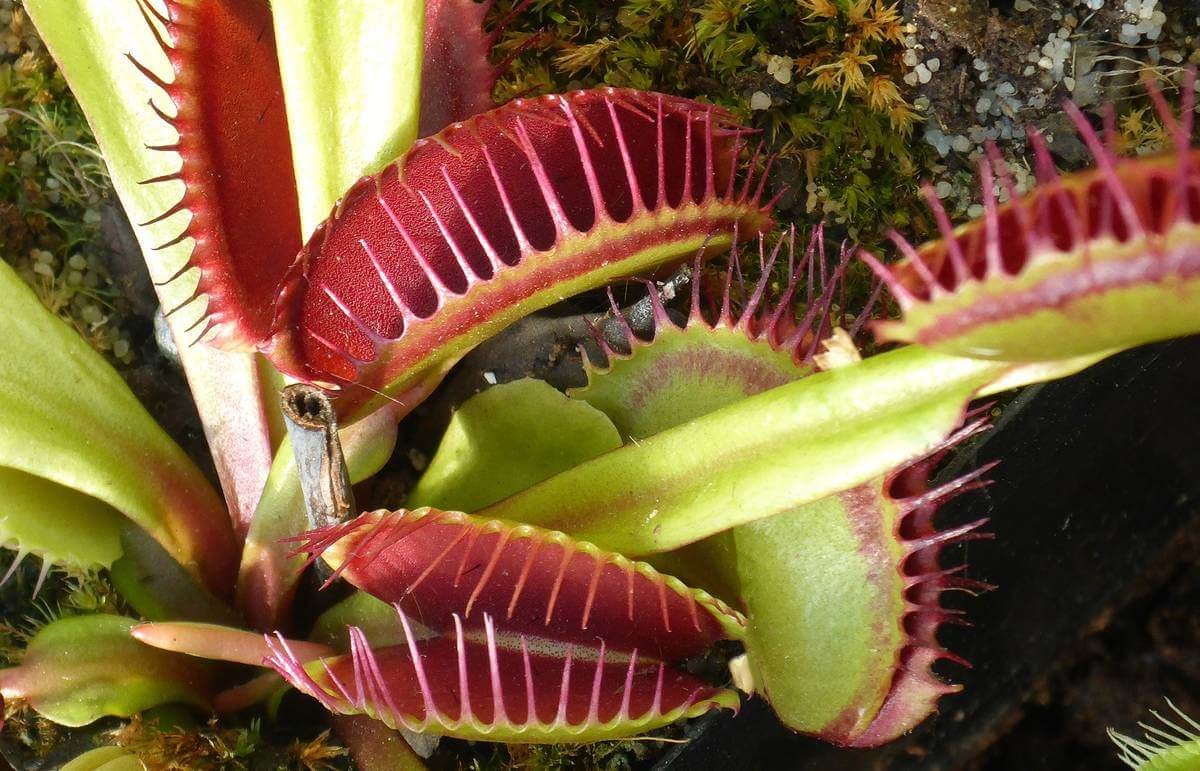 Венерина мухоловка в ответ на прикосновения передают электрические импульсы по проводящим тканям, подобно человеку. Фото.