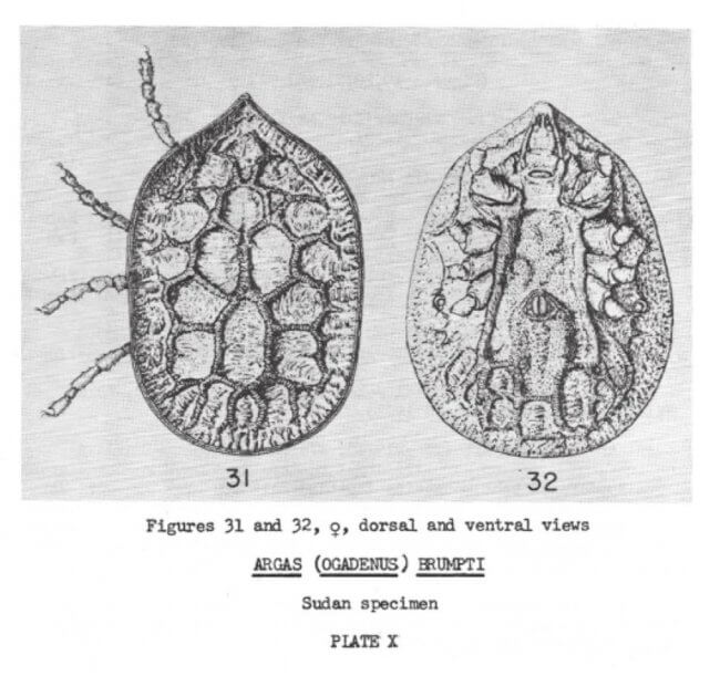 Особенности африканских клещей. Схематичное изображение клеща Argas brumpti. Фото.