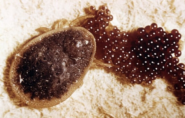 Самые выносливые животные в мире. Самка клеща с яйцами, из которых скоро вылупятся детеныши. Фото.